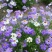 五色菊种子菊花阳台盆栽室内易种庭院观花景观花草花海