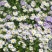 五色菊种子菊花阳台盆栽室内易种庭院观花景观花草花海