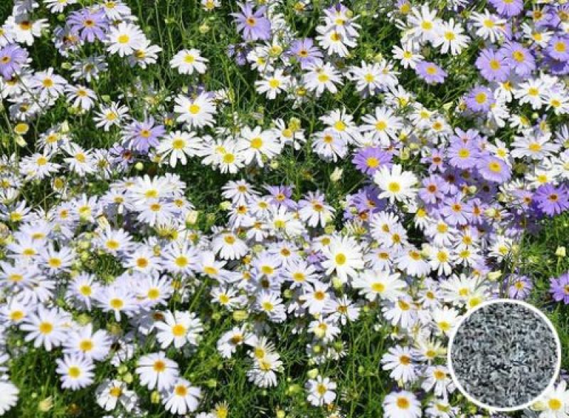 五色菊种子菊花阳台盆栽室内易种庭院观花景观花草花海