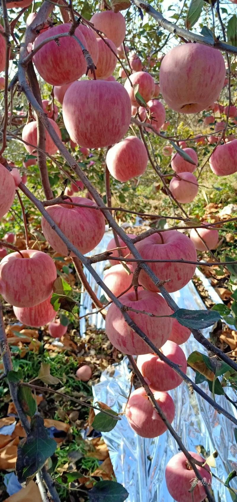 热卖【沂源红富士苹果】一手货源常年供货全国发货