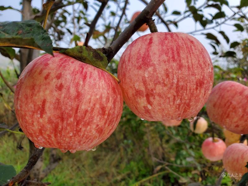 热卖【沂源红富士苹果】一手货源常年供货全国发货