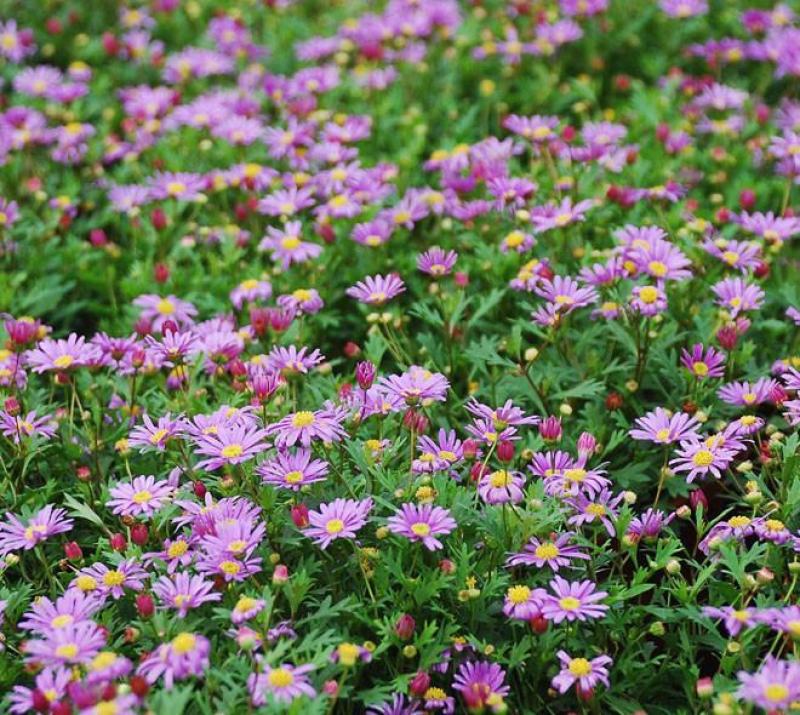 五色菊种子菊花阳台盆栽室内易种庭院观花景观花草花海
