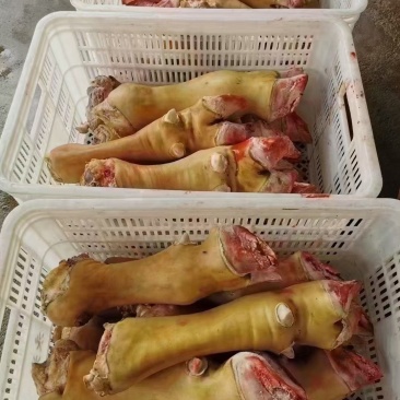 火烧毛大公牛牛蹄可锯段块不抽筋质量好工厂直发