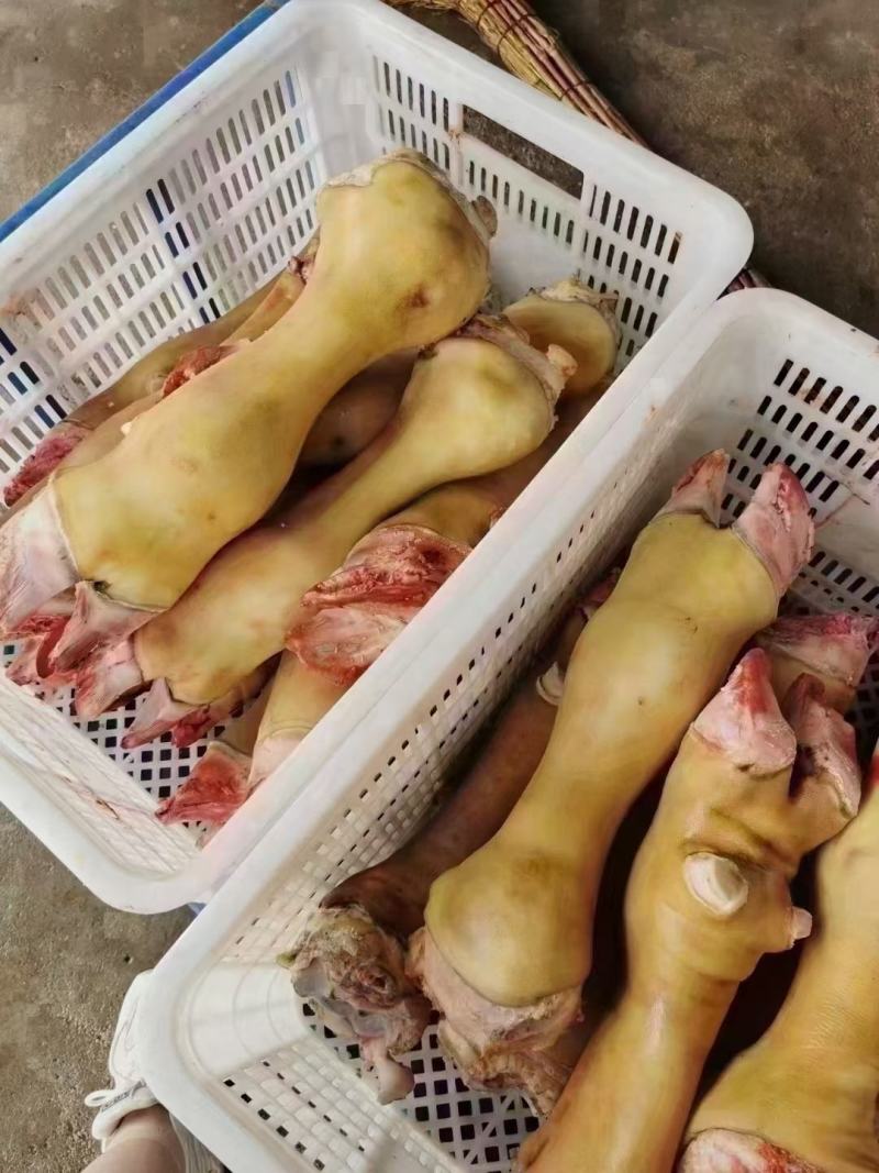 火烧毛大公牛牛蹄可锯段块不抽筋质量好工厂直发