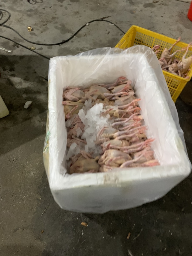 广西柳州柳城将正养殖合作社