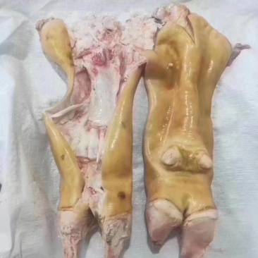 火烧毛全去骨牛蹄半去骨牛蹄带筋胶原蛋白极高
