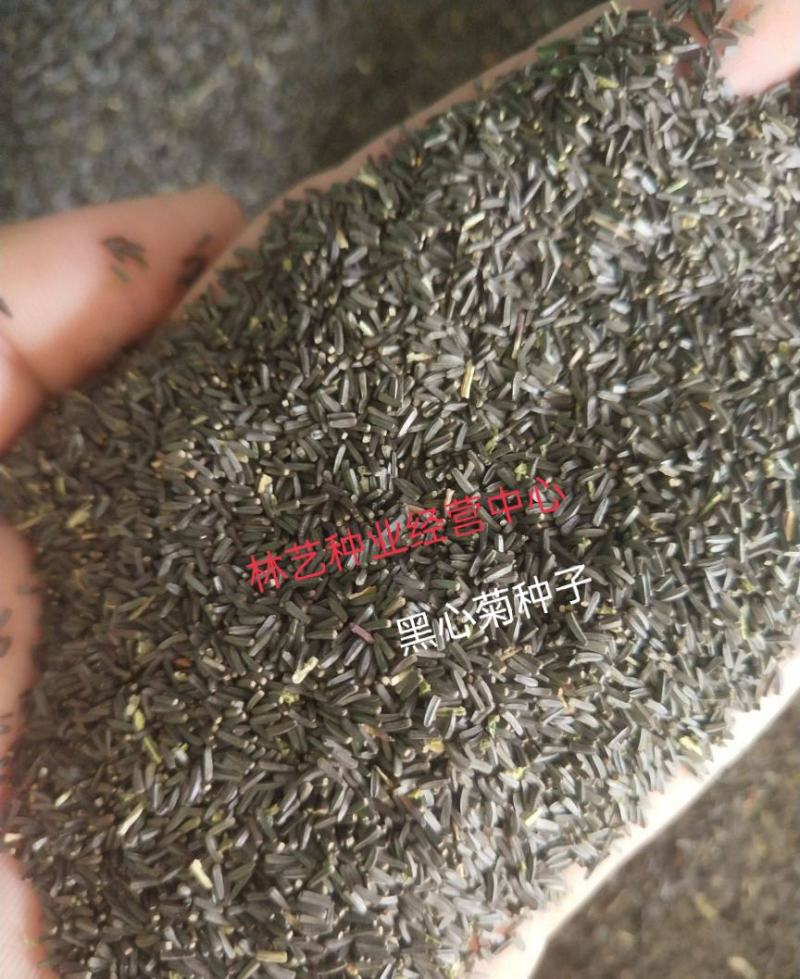 新黑心菊花卉种子黑眼菊金光菊园艺花籽春秋播种易活花海盆栽