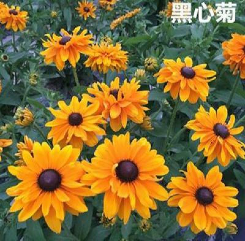 新黑心菊花卉种子黑眼菊金光菊园艺花籽春秋播种易活花海盆栽