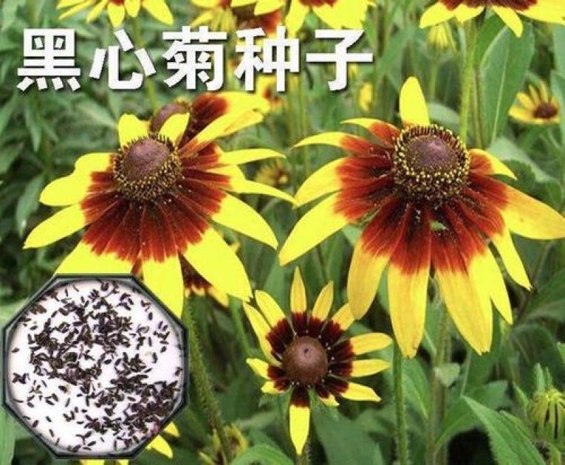新黑心菊花卉种子黑眼菊金光菊园艺花籽春秋播种易活花海盆栽
