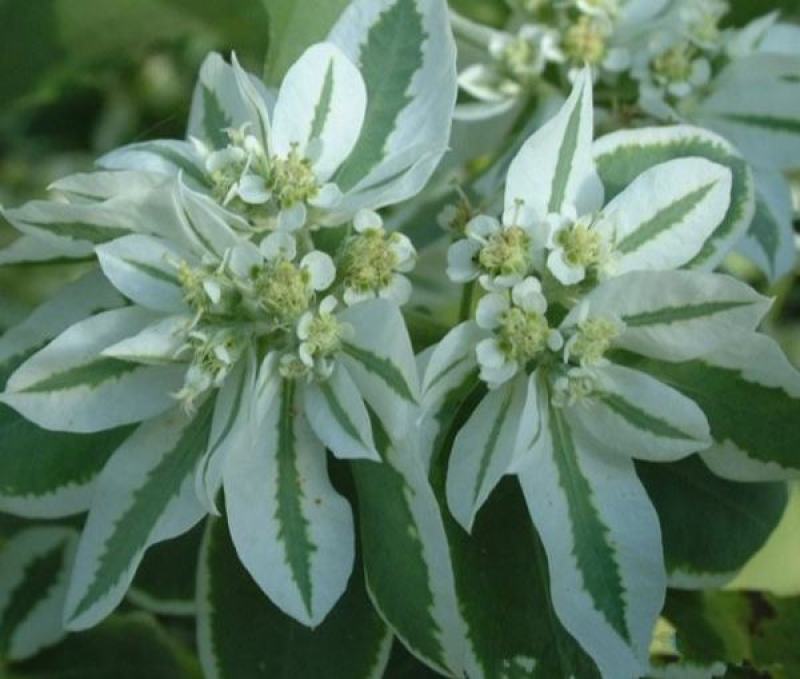 专业打造花海草花籽银边翠种子高山积雪四季可播