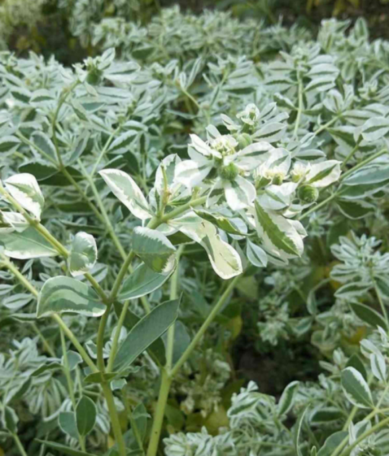 专业打造花海草花籽银边翠种子高山积雪四季可播