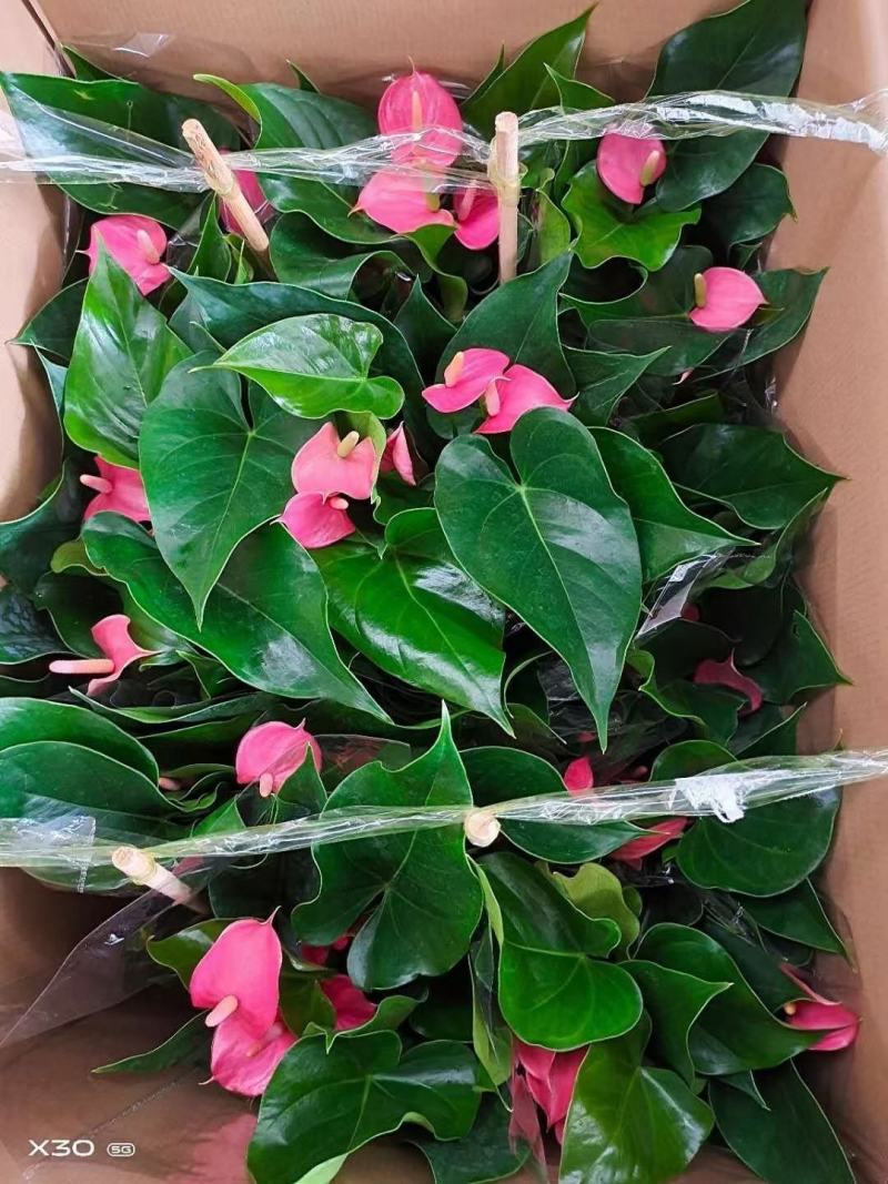 150#粉掌株型冠幅很好按盆出一件起批