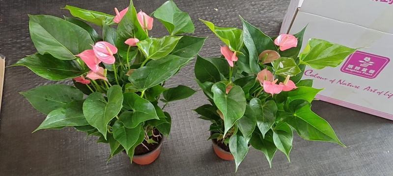 150#粉掌株型冠幅很好按盆出一件起批