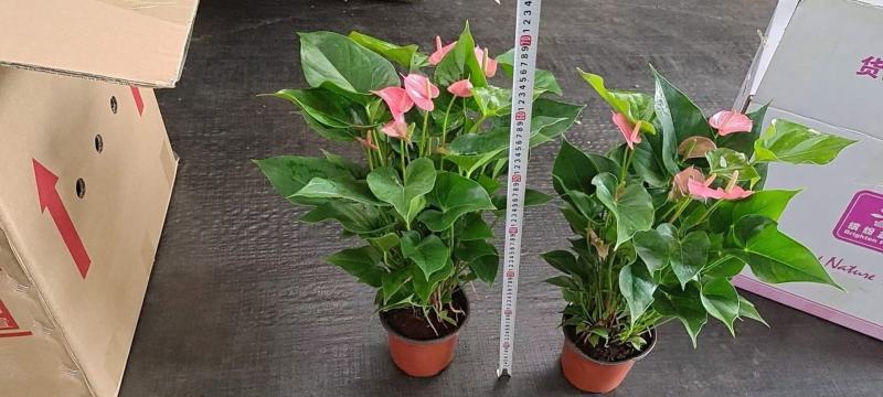 150#粉掌株型冠幅很好按盆出一件起批