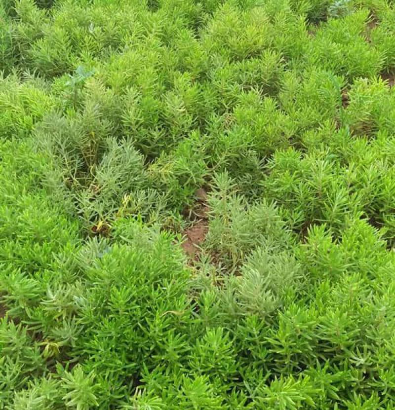 佛甲草籽种子四季常绿房屋楼顶隔热造景绿化耐旱寒