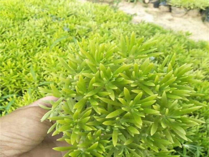 佛甲草籽种子四季常绿房屋楼顶隔热造景绿化耐旱寒