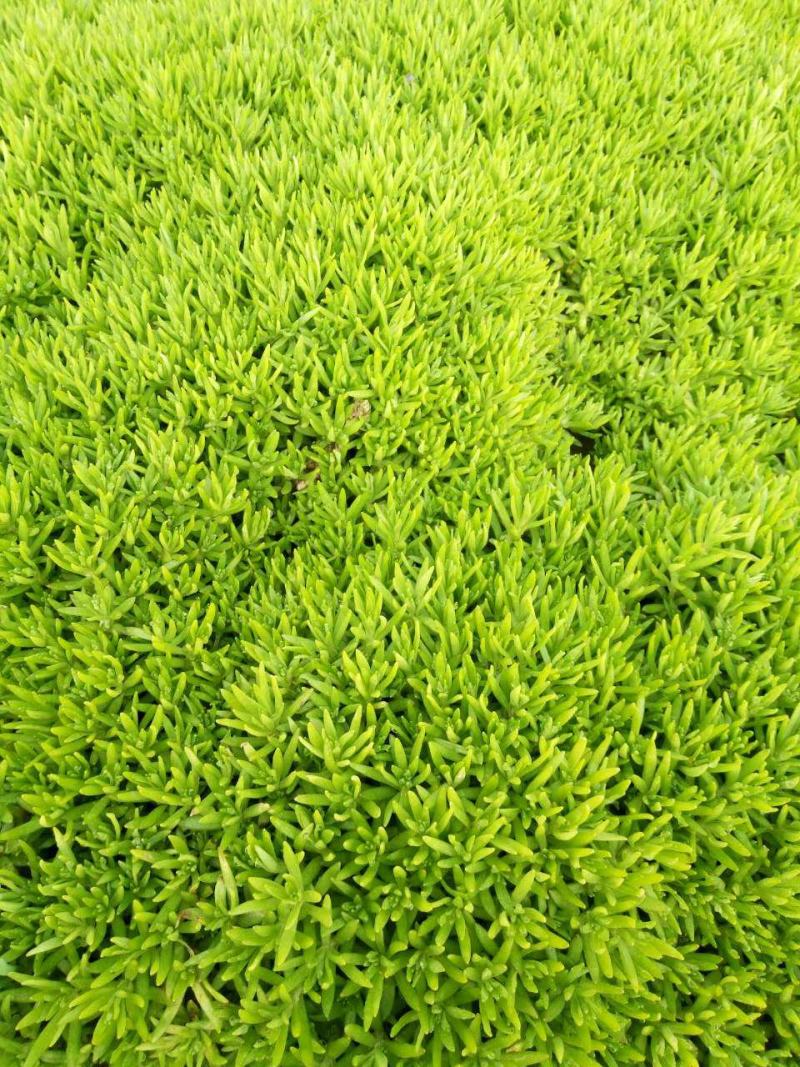 佛甲草籽种子四季常绿房屋楼顶隔热造景绿化耐旱寒