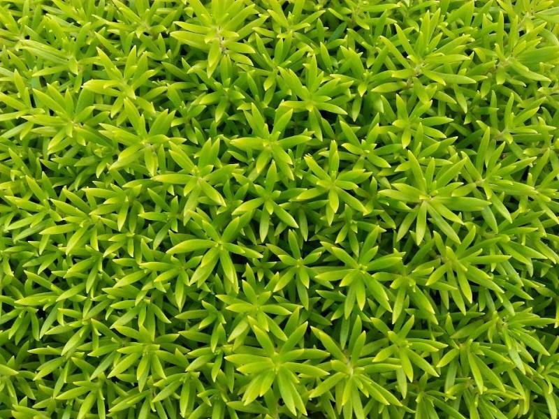 佛甲草籽种子四季常绿房屋楼顶隔热造景绿化耐旱寒