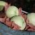 陕西咸阳地区礼泉酥梨大量上市，果肉细皮薄色白。