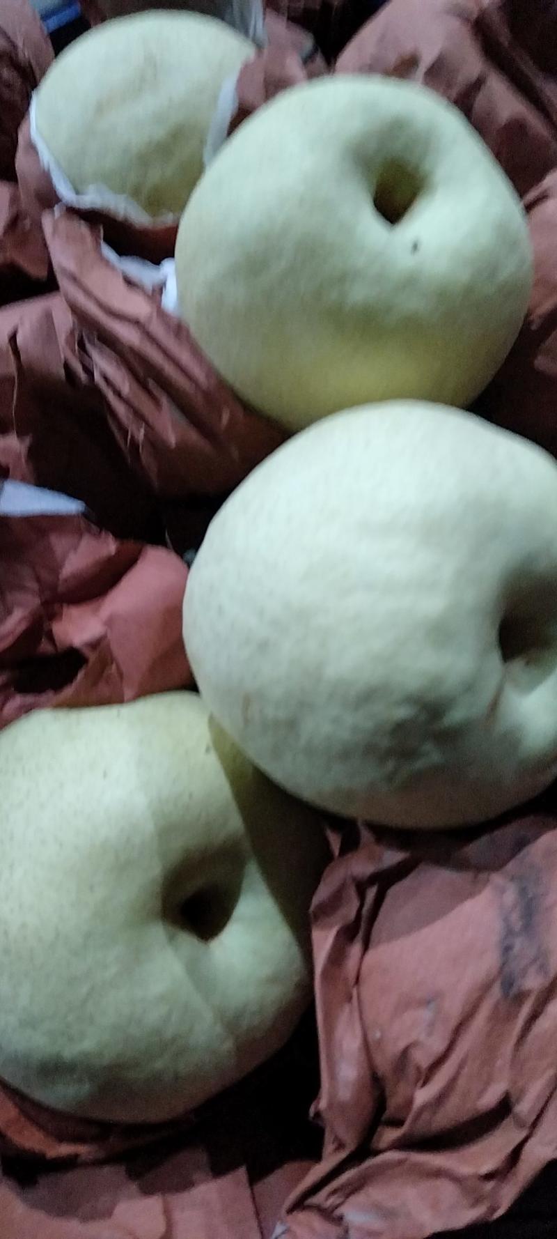 陕西咸阳地区礼泉酥梨大量上市，果肉细皮薄色白。