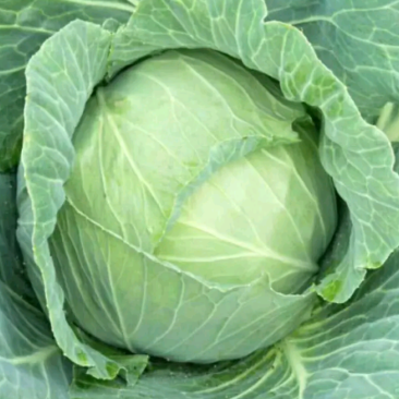 包菜