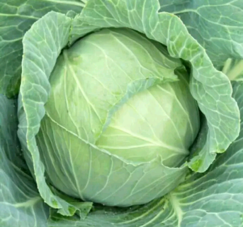 包菜