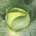 包菜