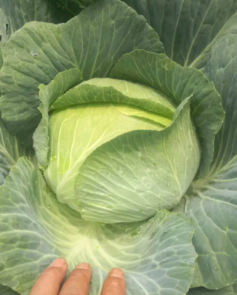 包菜