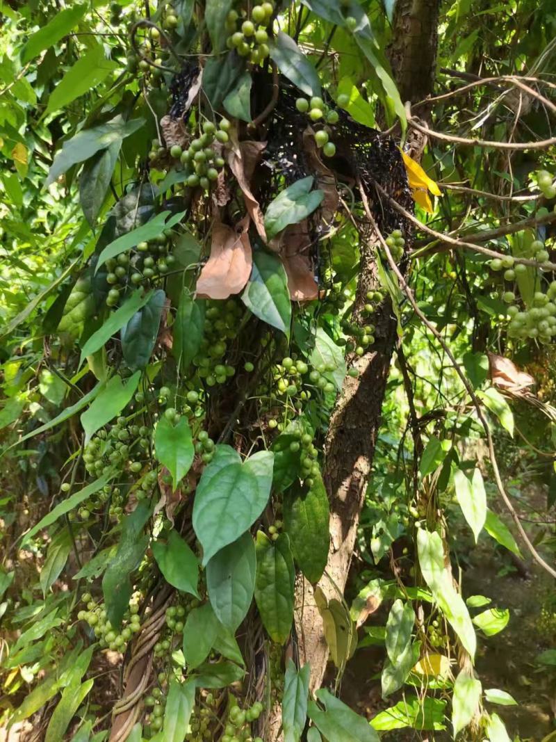 现采产地直销地苦胆名贵种药材金果榄