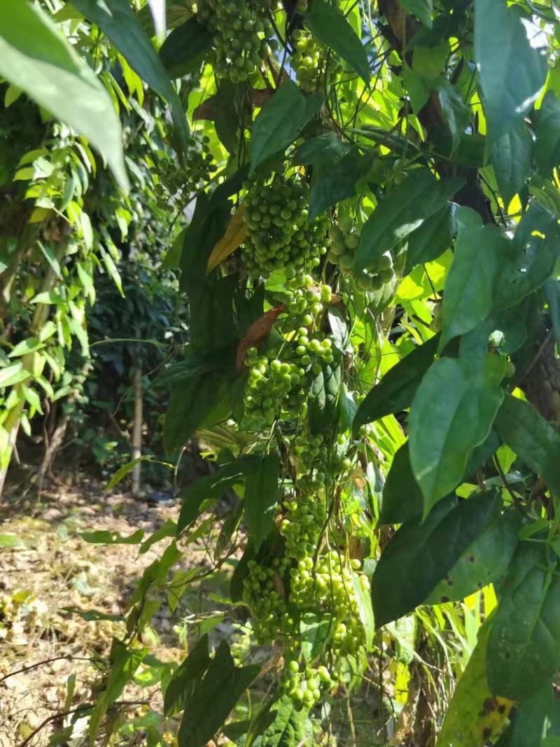 现采产地直销地苦胆名贵种药材金果榄