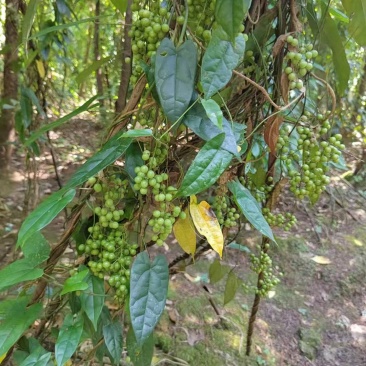 现采产地直销地苦胆名贵种药材金果榄