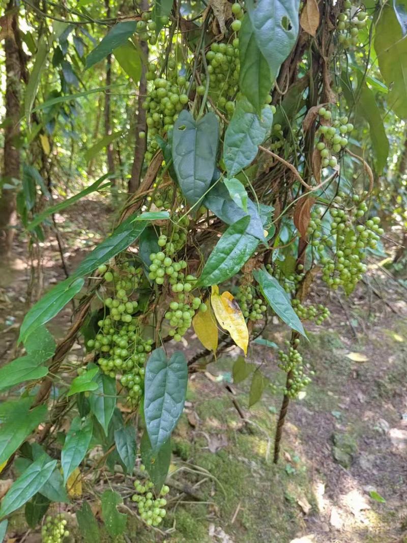 现采产地直销地苦胆名贵种药材金果榄