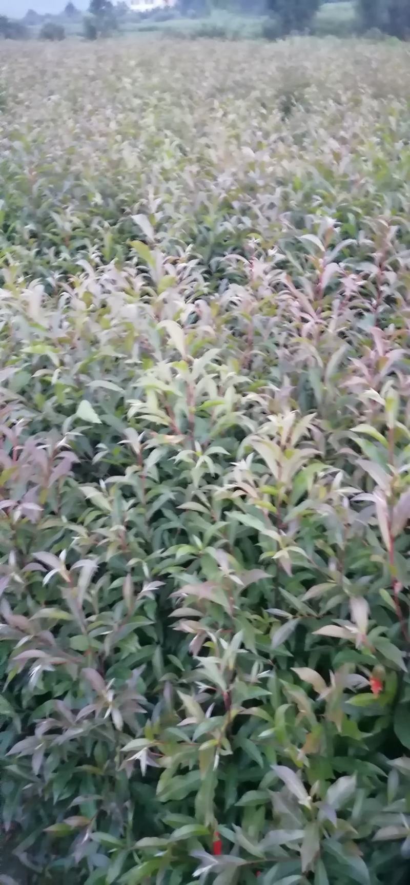 杜英苗、山杜英苗、杜英袋苗、江西宜春基地直供杜英苗，