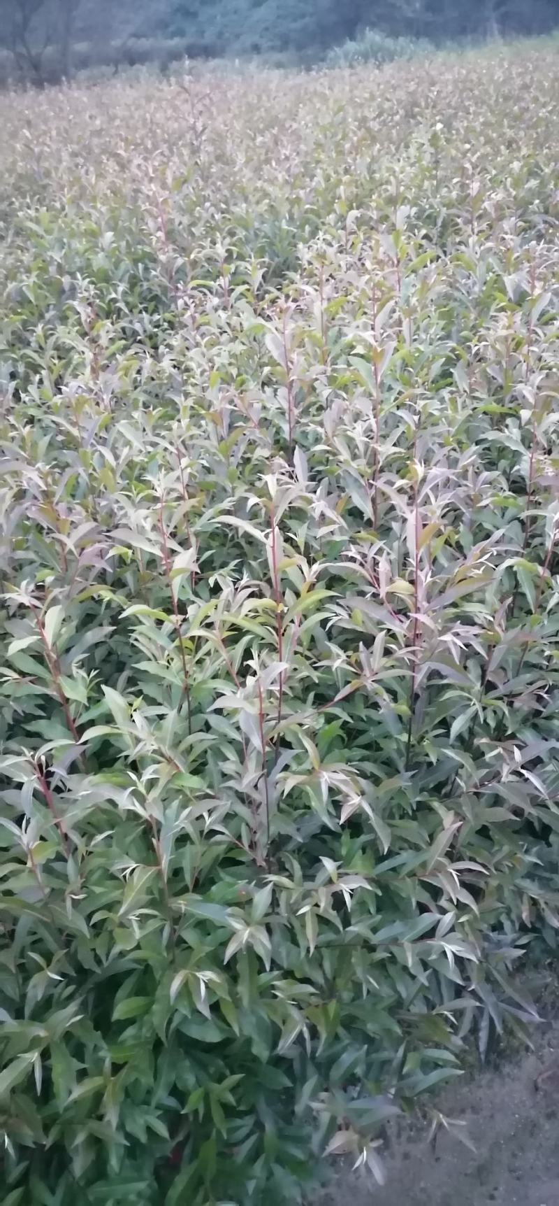 杜英苗、山杜英苗、杜英袋苗、江西宜春基地直供杜英苗，