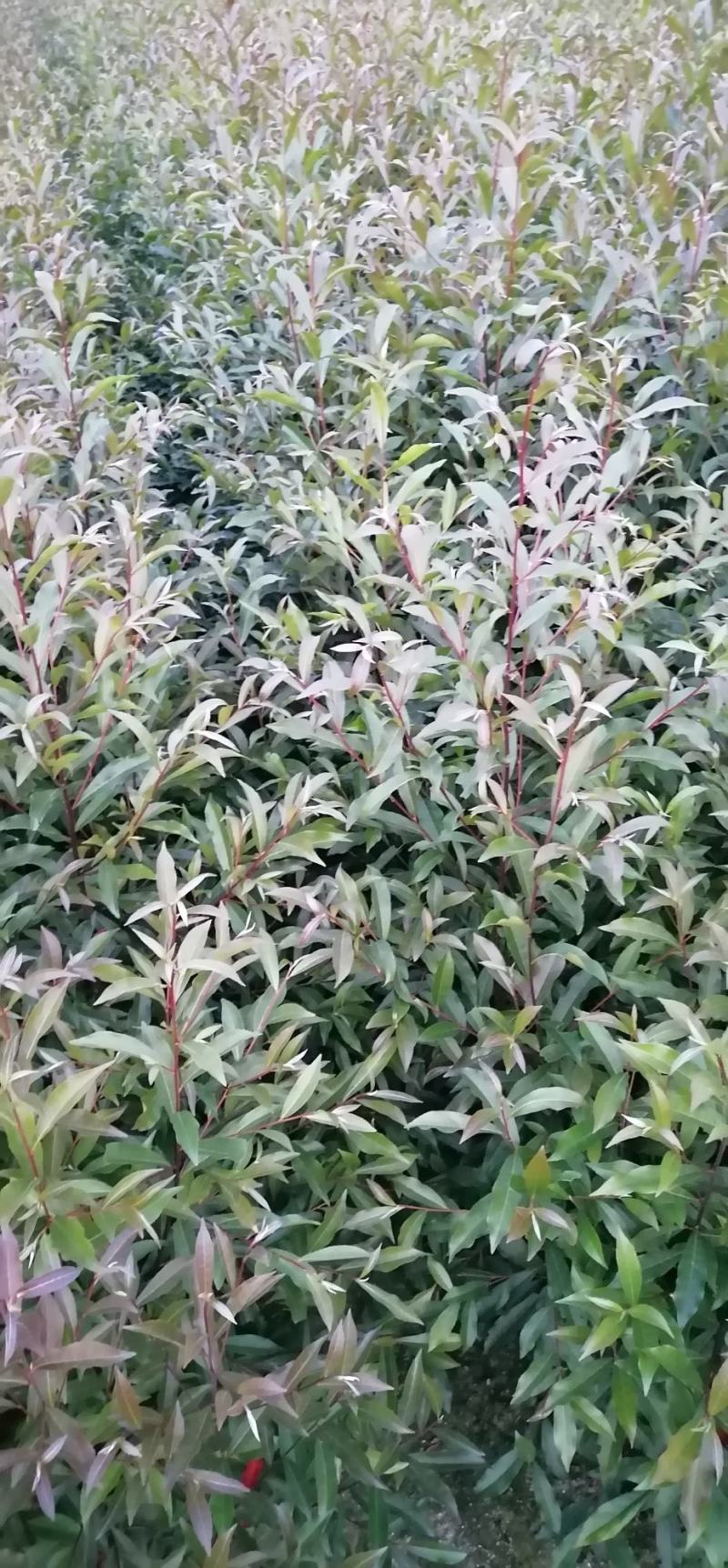杜英苗、山杜英苗、杜英袋苗、江西宜春基地直供杜英苗，