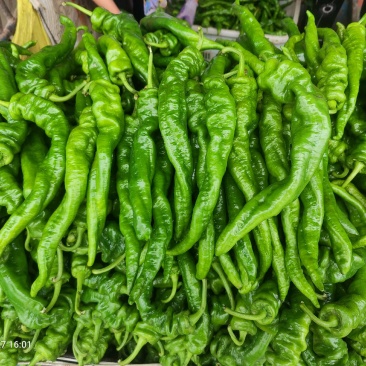 【伟东菜业】陇椒10~15厘米青中辣现货大量供应
