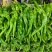 【伟东菜业】陇椒10~15厘米青中辣现货大量供应