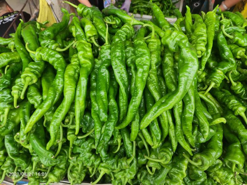 【伟东菜业】陇椒10~15厘米青中辣现货大量供应