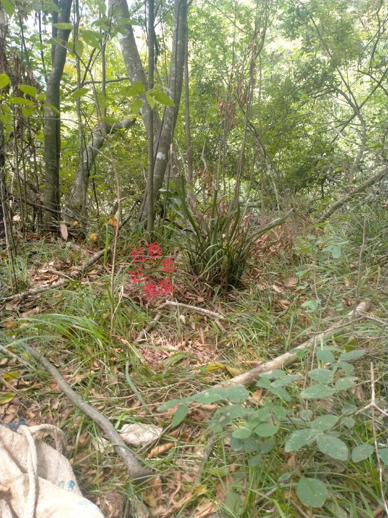 野生兰花花香，颜色大红大紫，紫气东来，造福每一家