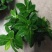 栀子花盆栽带花苞阳台花卉植物室内花老桩大颗四季好养树苗绿