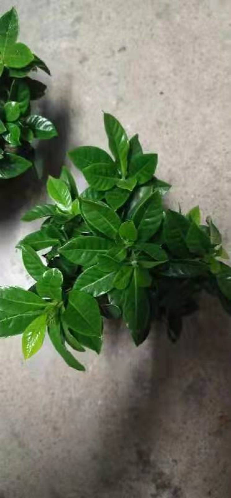 栀子花盆栽带花苞阳台花卉植物室内花老桩大颗四季好养树苗绿
