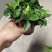 栀子花盆栽带花苞阳台花卉植物室内花老桩大颗四季好养树苗绿