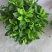 栀子花盆栽带花苞阳台花卉植物室内花老桩大颗四季好养树苗绿