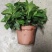 栀子花盆栽带花苞阳台花卉植物室内花老桩大颗四季好养树苗绿