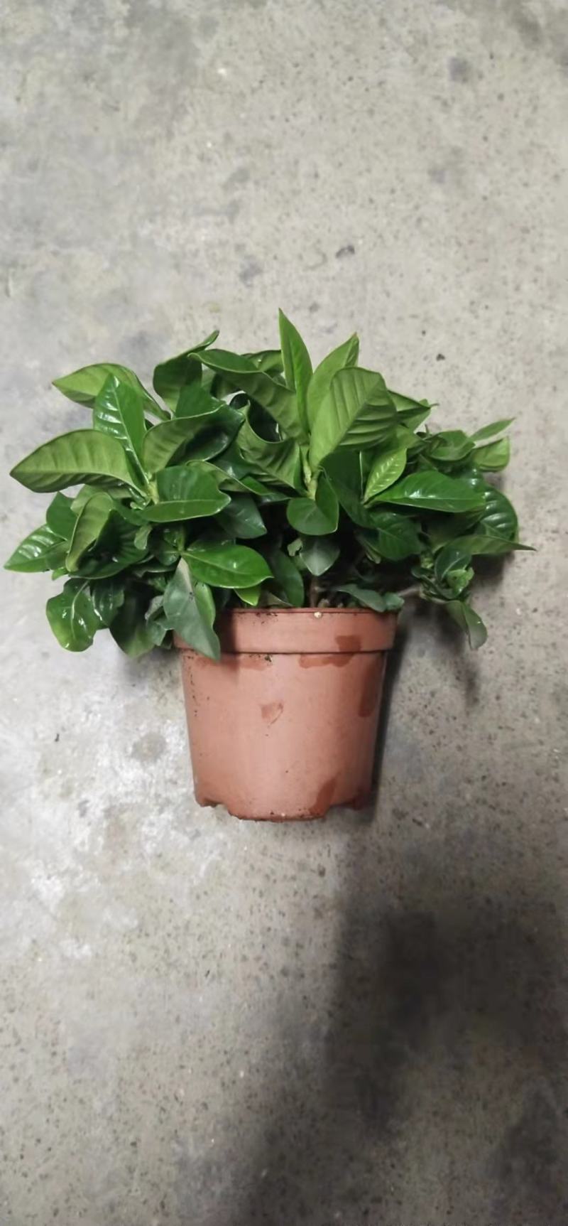 栀子花盆栽带花苞阳台花卉植物室内花老桩大颗四季好养树苗绿
