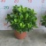 栀子花盆栽带花苞阳台花卉植物室内花老桩大颗四季好养树苗绿