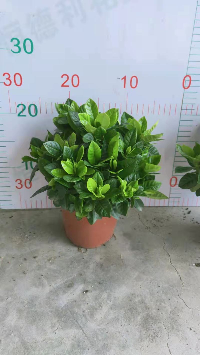 栀子花盆栽带花苞阳台花卉植物室内花老桩大颗四季好养树苗绿
