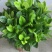 栀子花盆栽带花苞阳台花卉植物室内花老桩大颗四季好养树苗绿