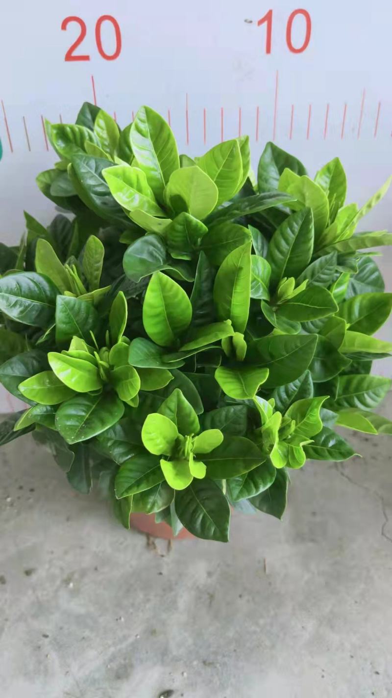 栀子花盆栽带花苞阳台花卉植物室内花老桩大颗四季好养树苗绿