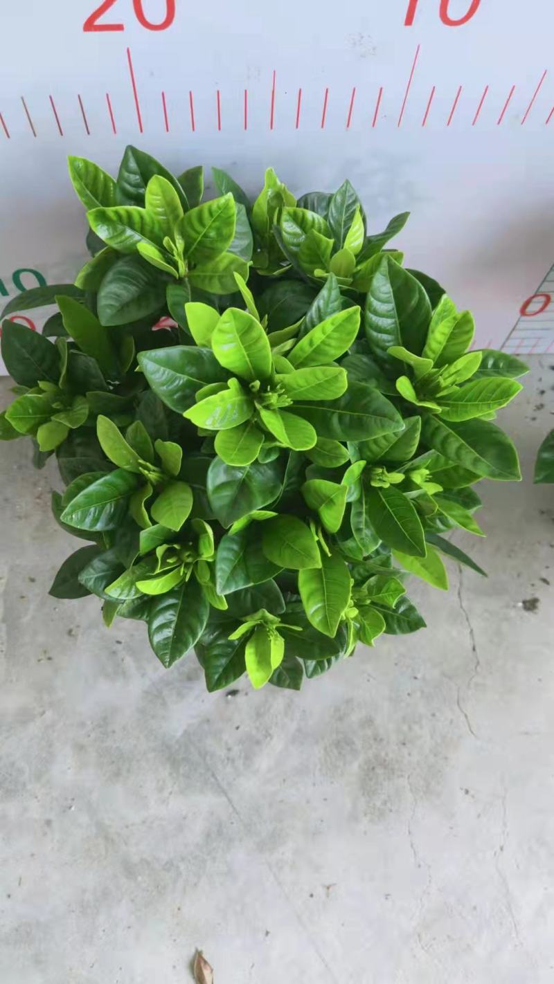 栀子花盆栽带花苞阳台花卉植物室内花老桩大颗四季好养树苗绿